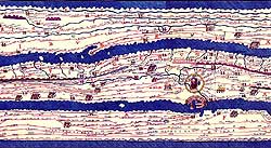 Tabula Peutingeriana